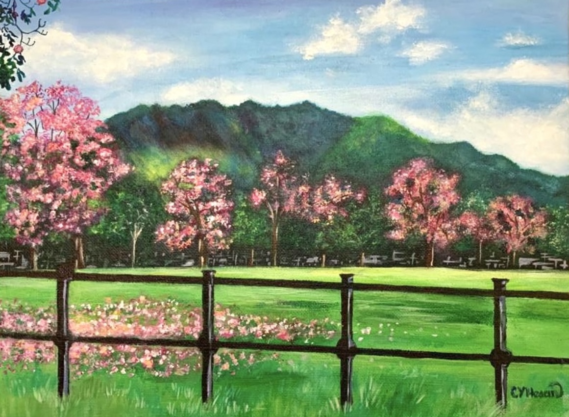 Poui Blossoms